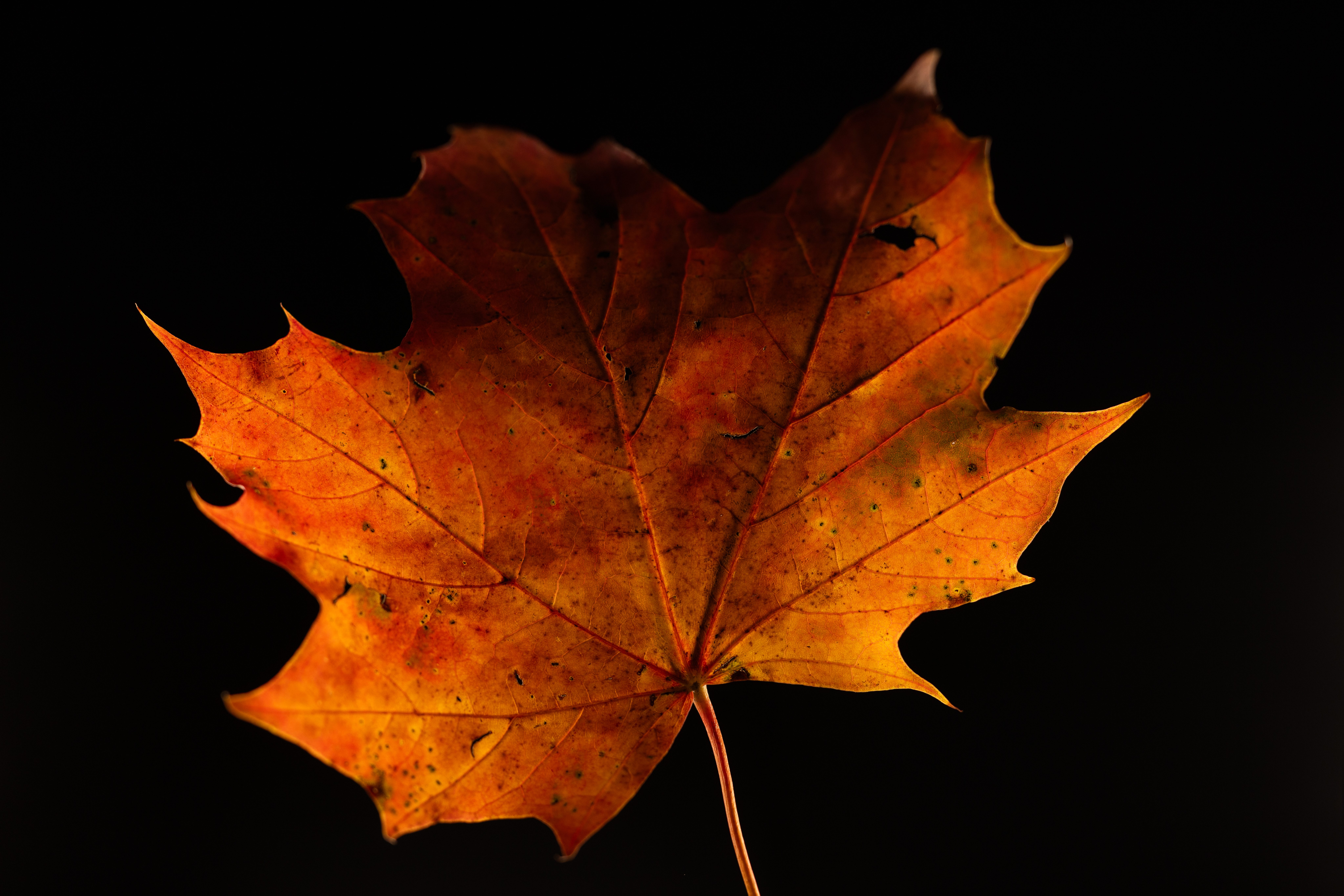 Close-up of a single autumn leaf against a dark background, showcasing deep orange and red hues with delicate veins and small imperfections. The rich, textured colors capture the essence of fall, creating a striking contrast against the black backdrop.