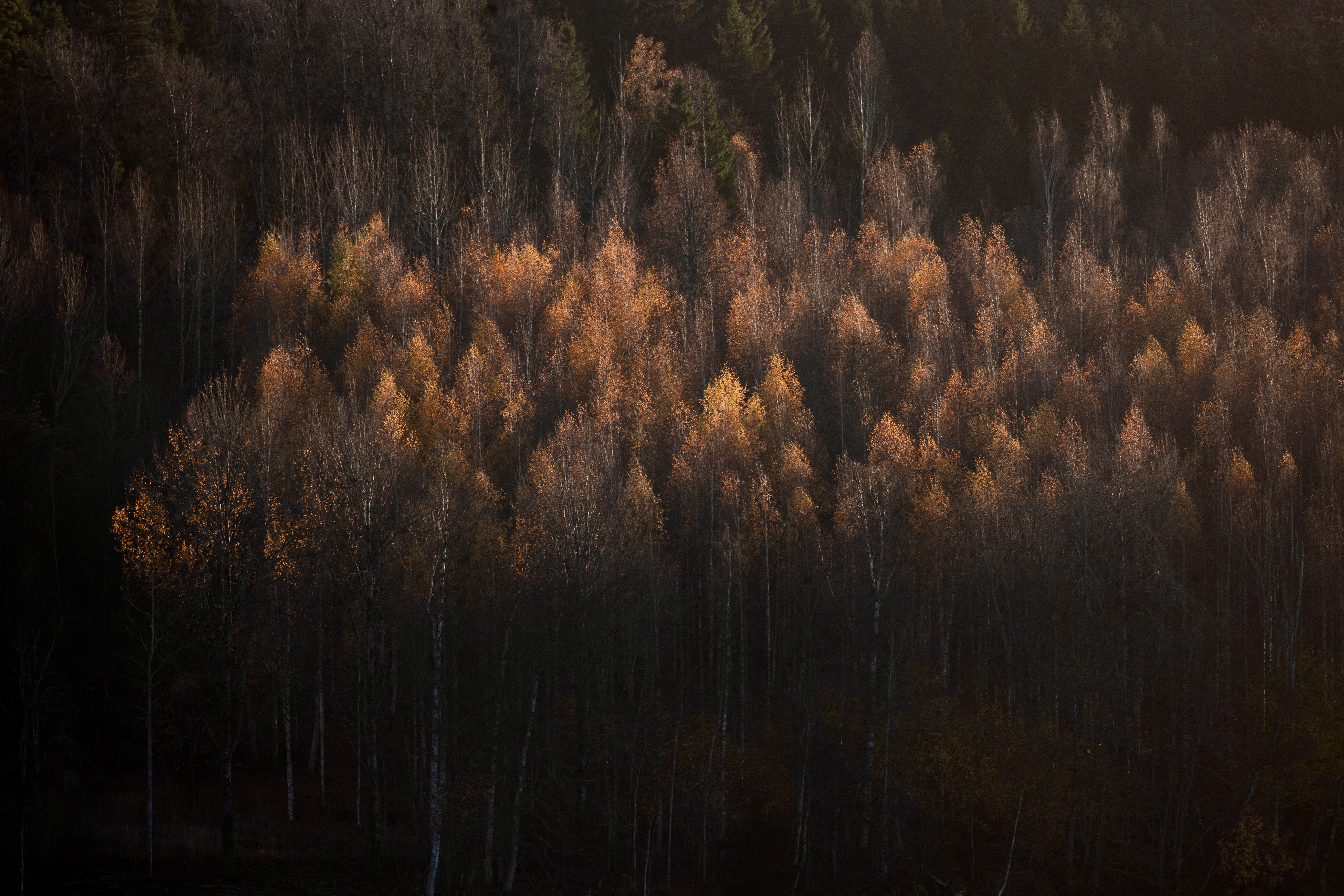 A serene autumn scene at Lake Stora Lee in Sweden, captured on 29 October 2022. Sunlight gently illuminates the tops of bare trees with warm amber and golden hues, creating a soft contrast against the dark forest background. The calm, muted tones highlight the seasonal transition, evoking a sense of quiet and stillness in the natural landscape.
